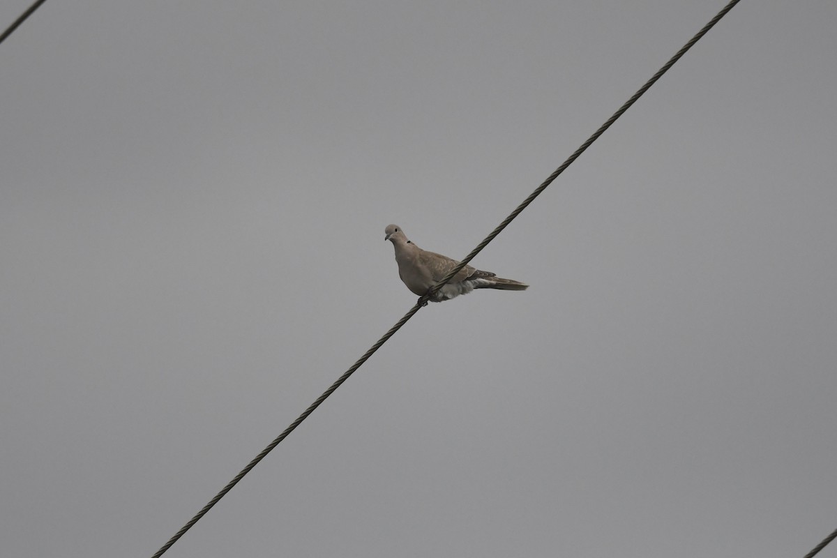 Eurasian Collared-Dove - ML644522184