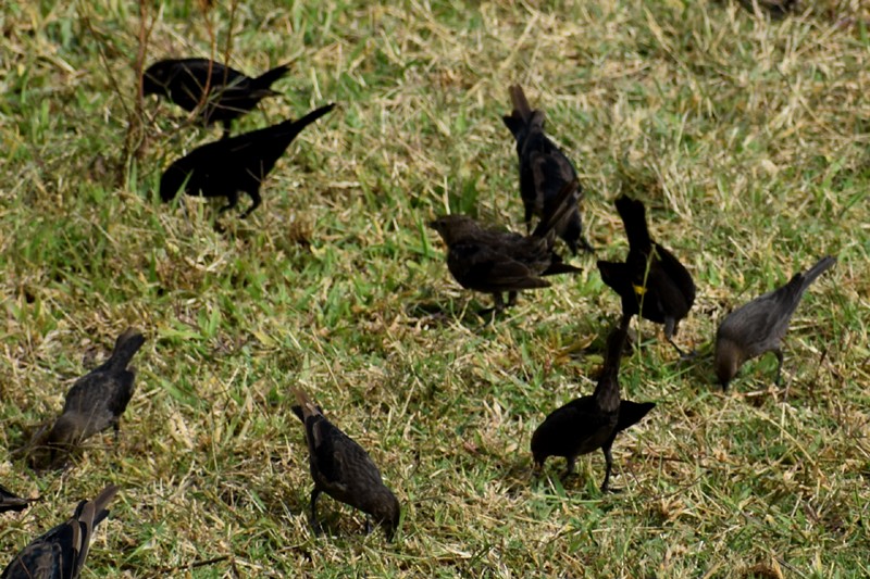 Brown-headed Cowbird - ML644522196