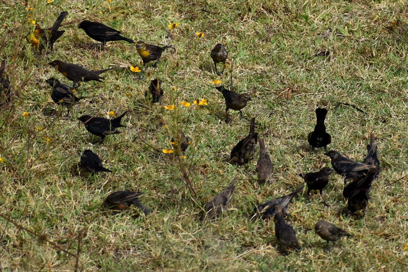 Brown-headed Cowbird - ML644522197