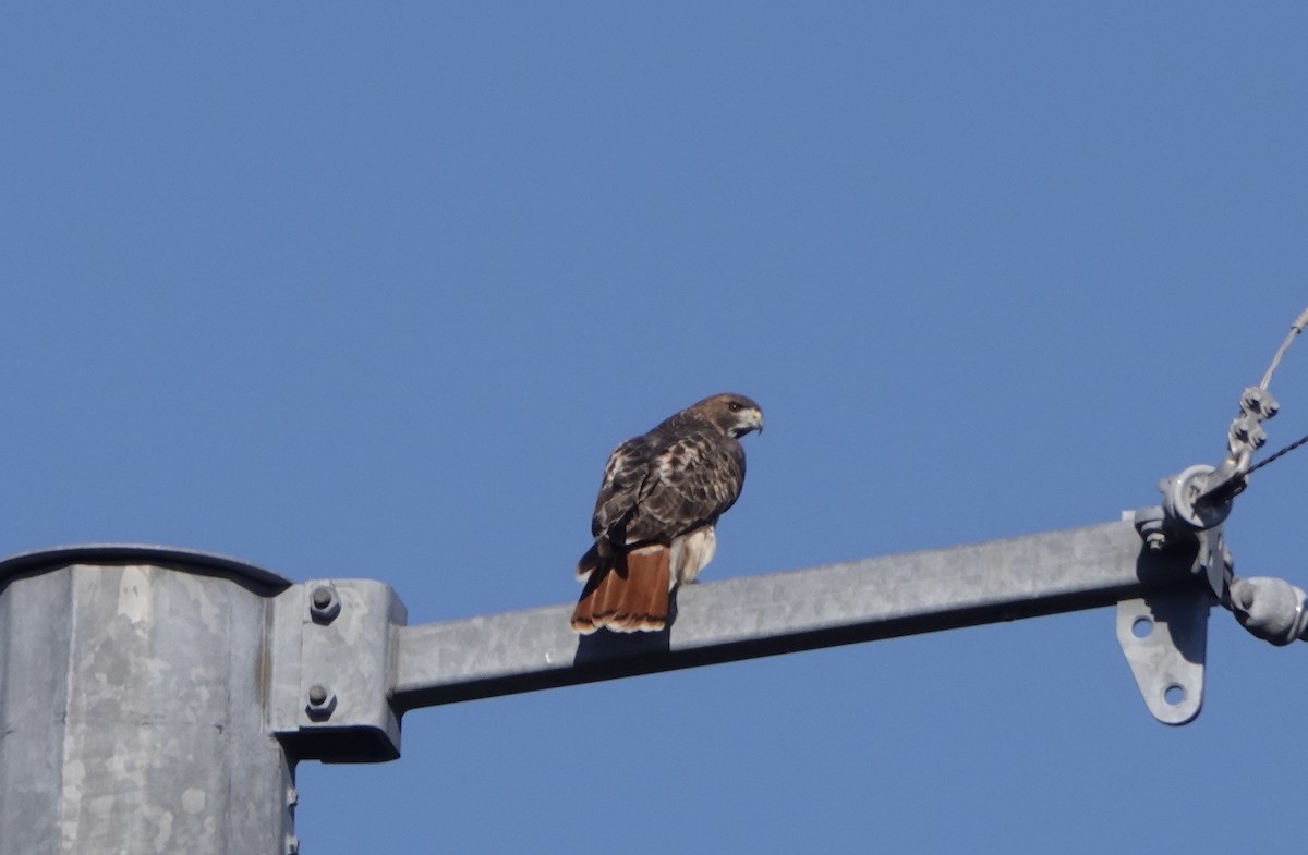 Red-tailed Hawk - ML644522199