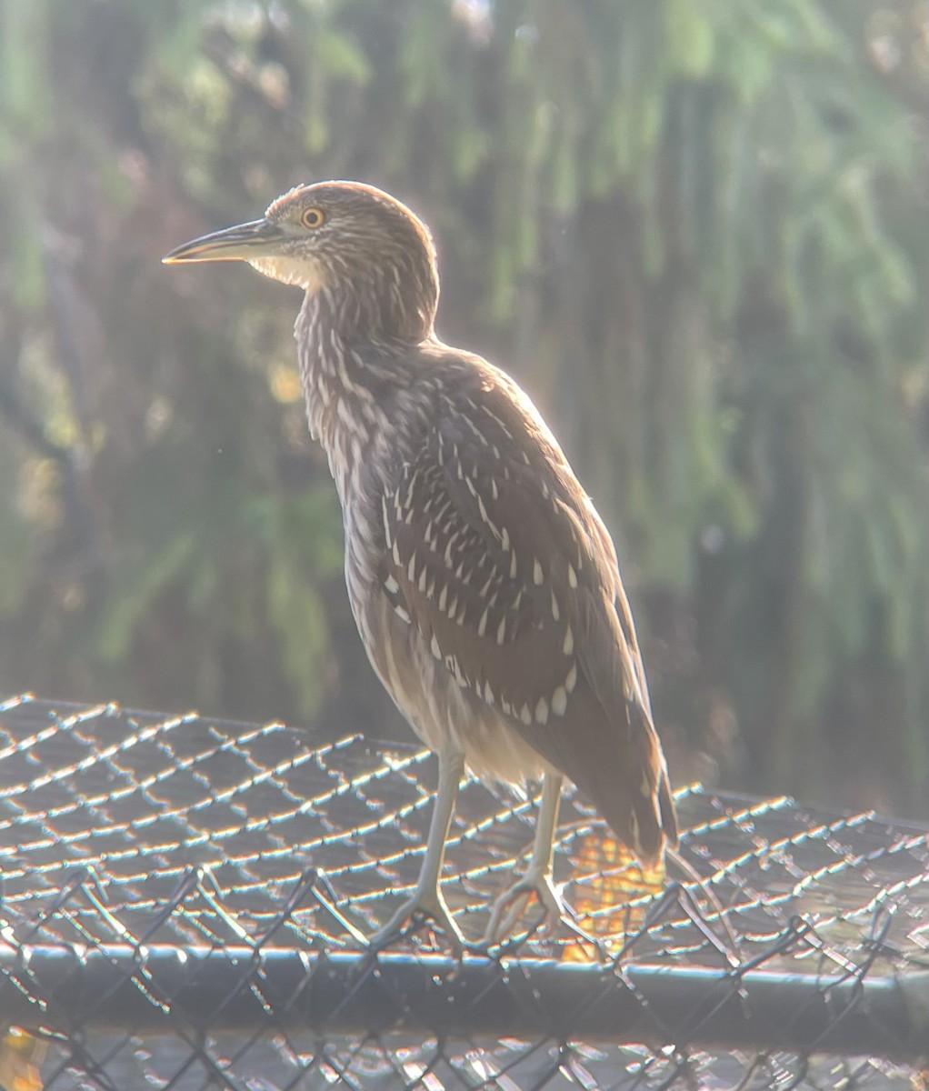 kvakoš noční - ML644522201