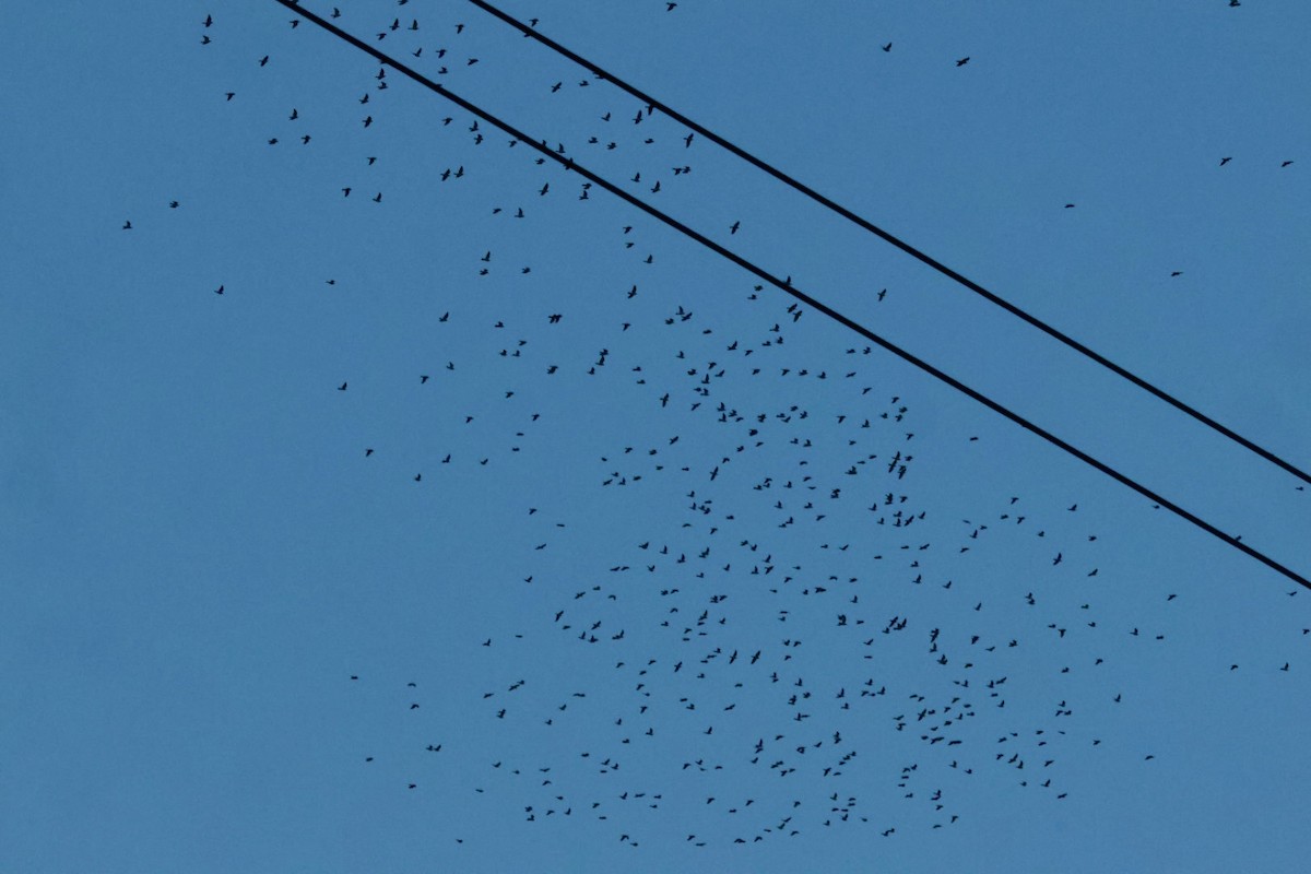 Common Wood-Pigeon (White-necked) - ML644522202
