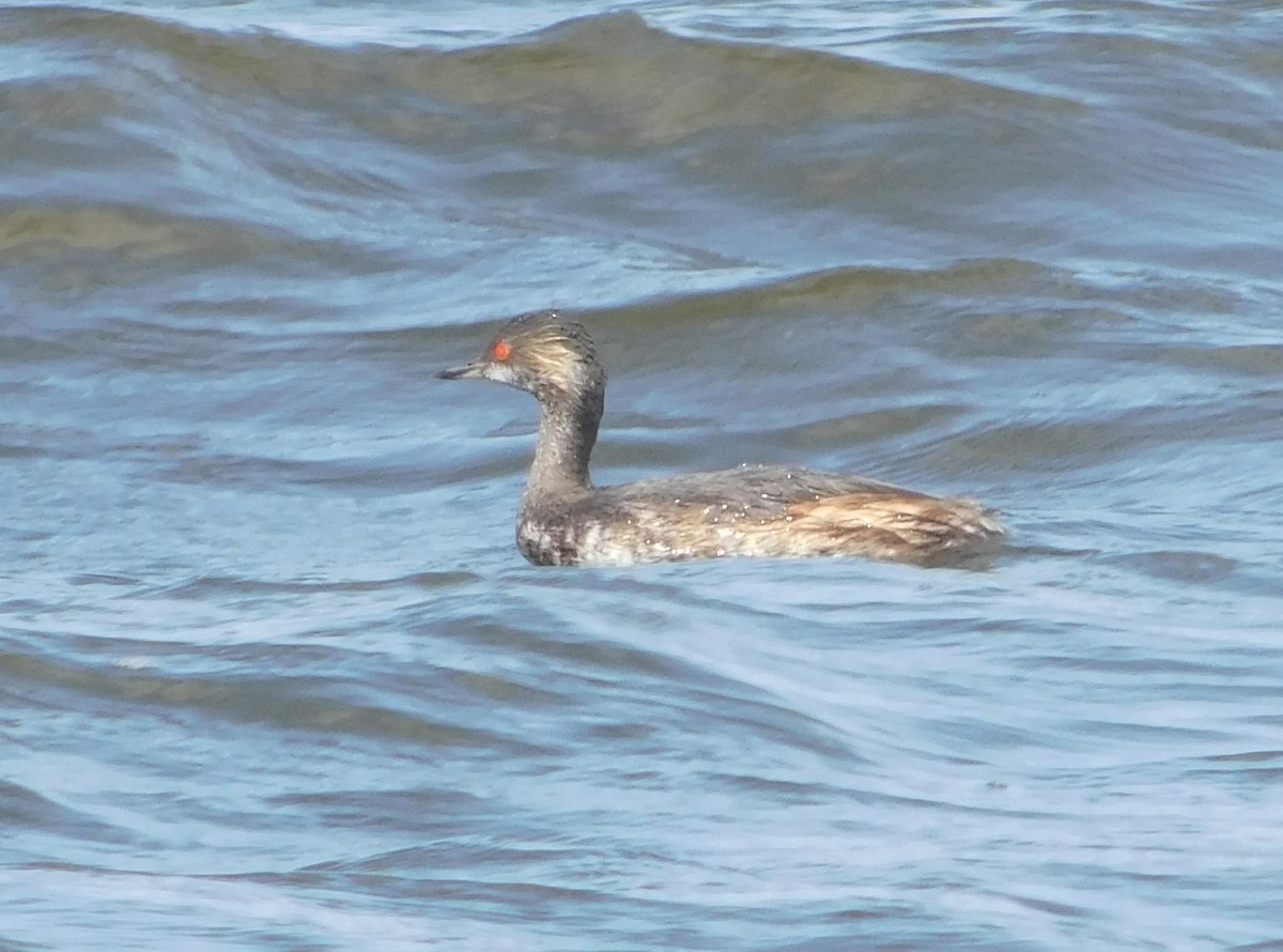 Svasso piccolo - ML644522204