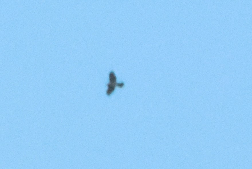 Aerospiza, Tachyspiza, Accipiter ou Astur sp. - ML644522206