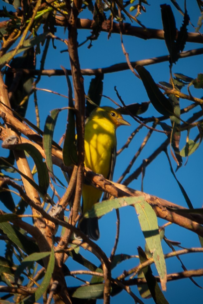 vestpiranga - ML644522207