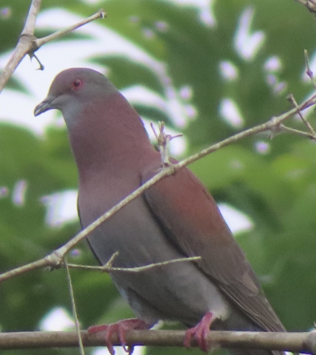 Paloma Colorada - ML644522208