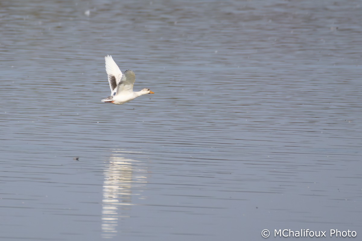 stokkand - ML644522219