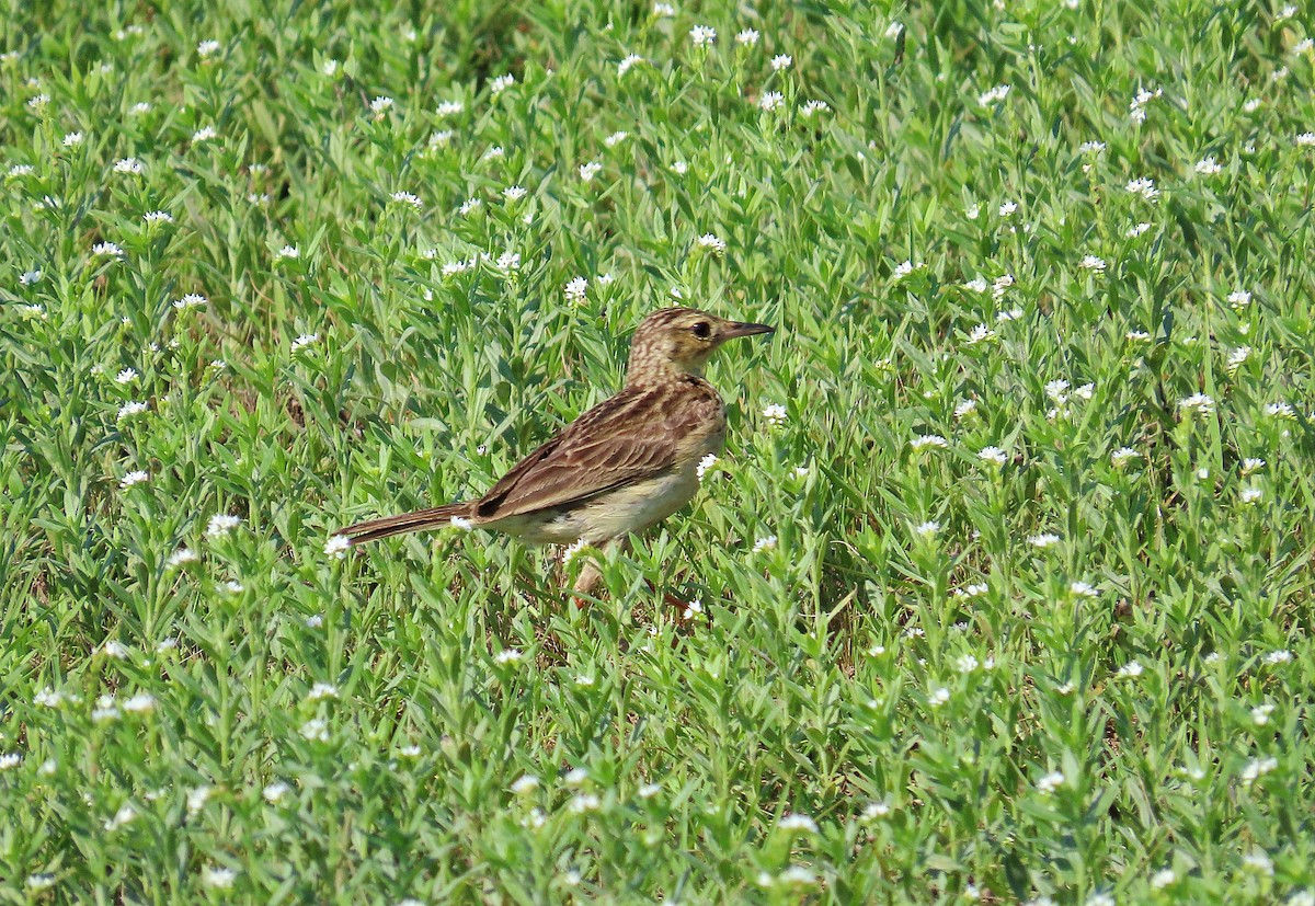 Yellowish Pipit - ML644522221