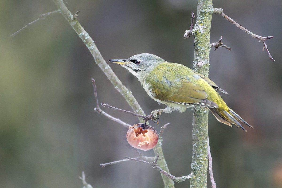 Pic cendré - ML644522222