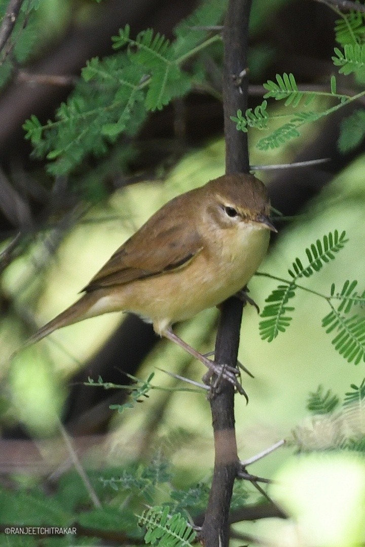 ヒメウタイムシクイ - ML644522225