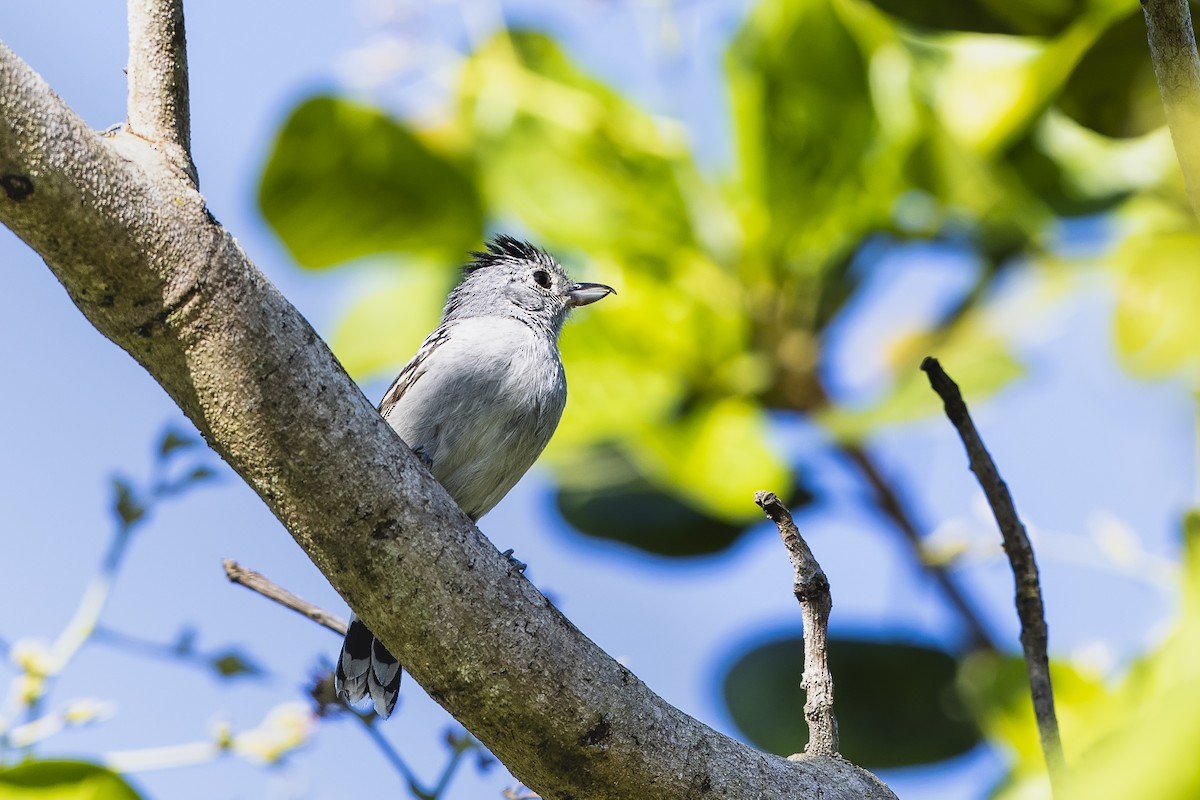 Sooretama Slaty-Antshrike - ML644522227