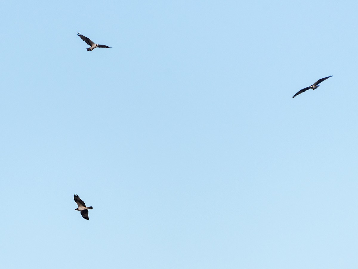 魚鷹 - ML644522233