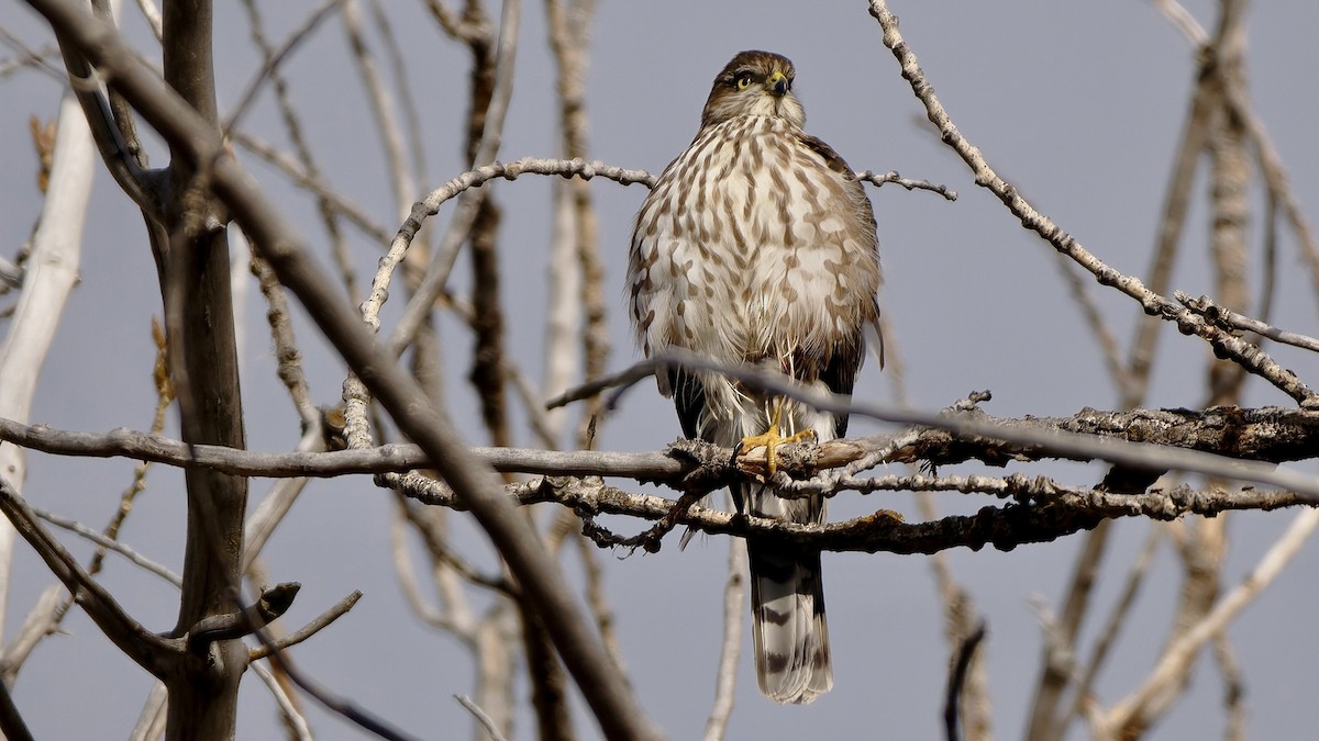 Gavilán Americano - ML644522236