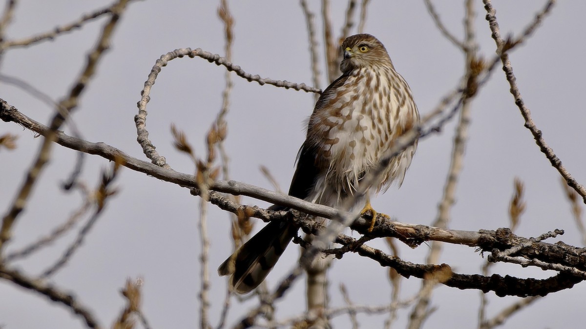 Gavilán Americano - ML644522237