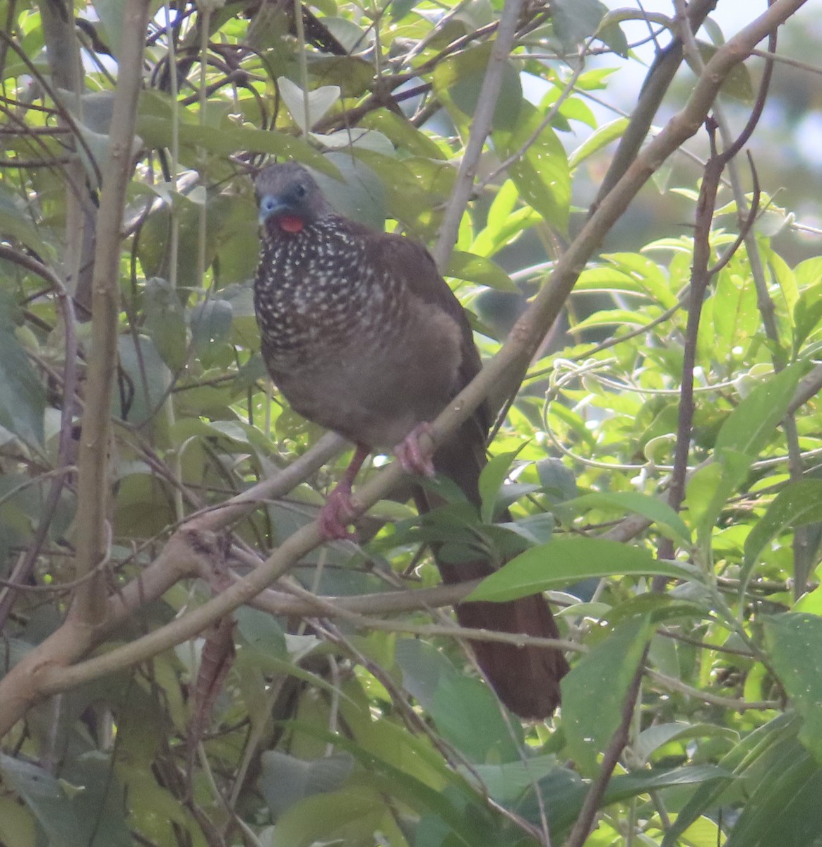 Speckled Chachalaca (Speckled) - ML644522243