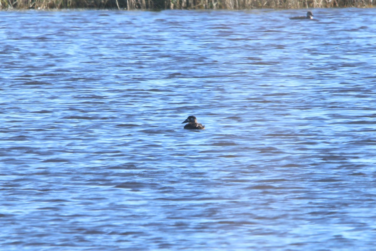 Surf Scoter - ML644522246