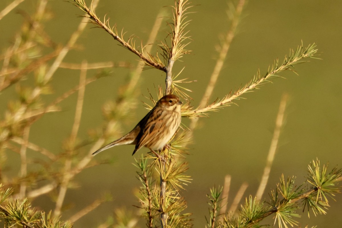 Reed Bunting - ML644522247