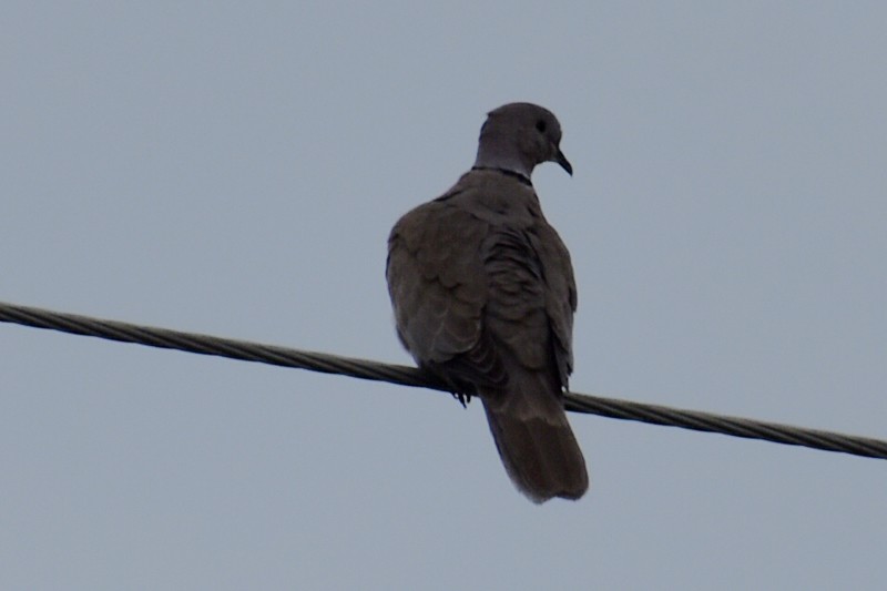 Eurasian Collared-Dove - ML644522248