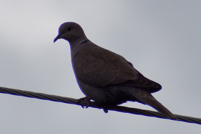 Eurasian Collared-Dove - ML644522249