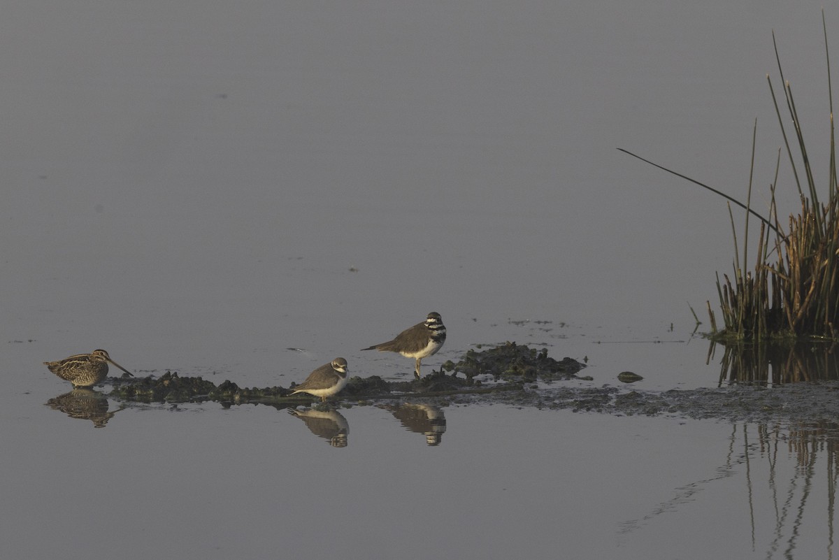 Pluvier semipalmé - ML644522252