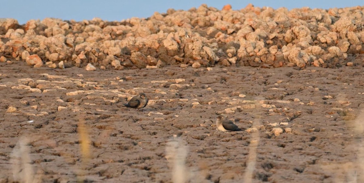 orientbrakksvale - ML644522254