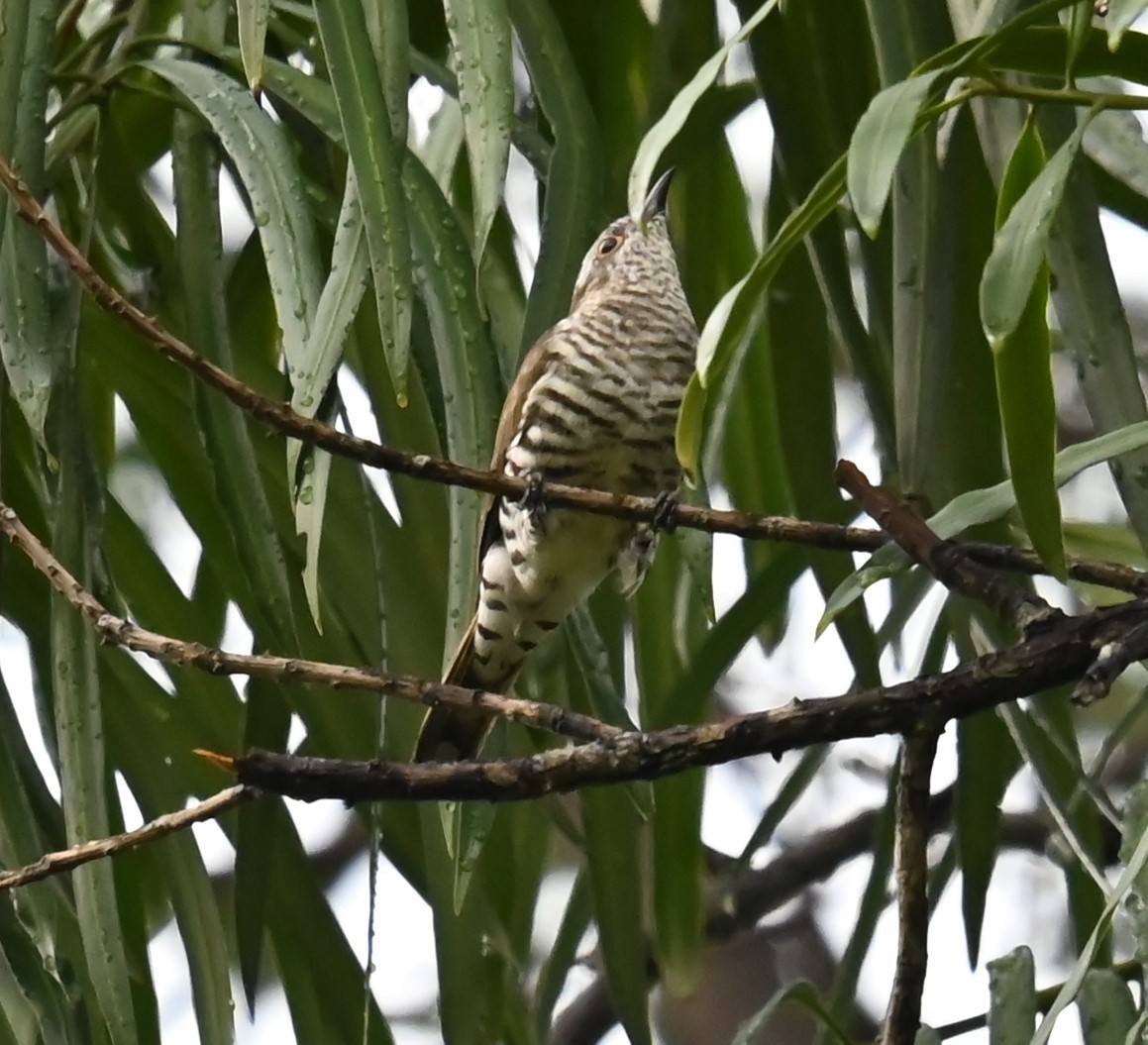 アカメテリカッコウ - ML644522261