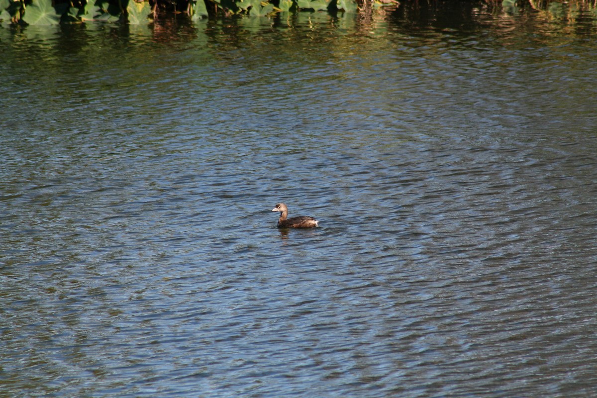 オビハシカイツブリ - ML644522263