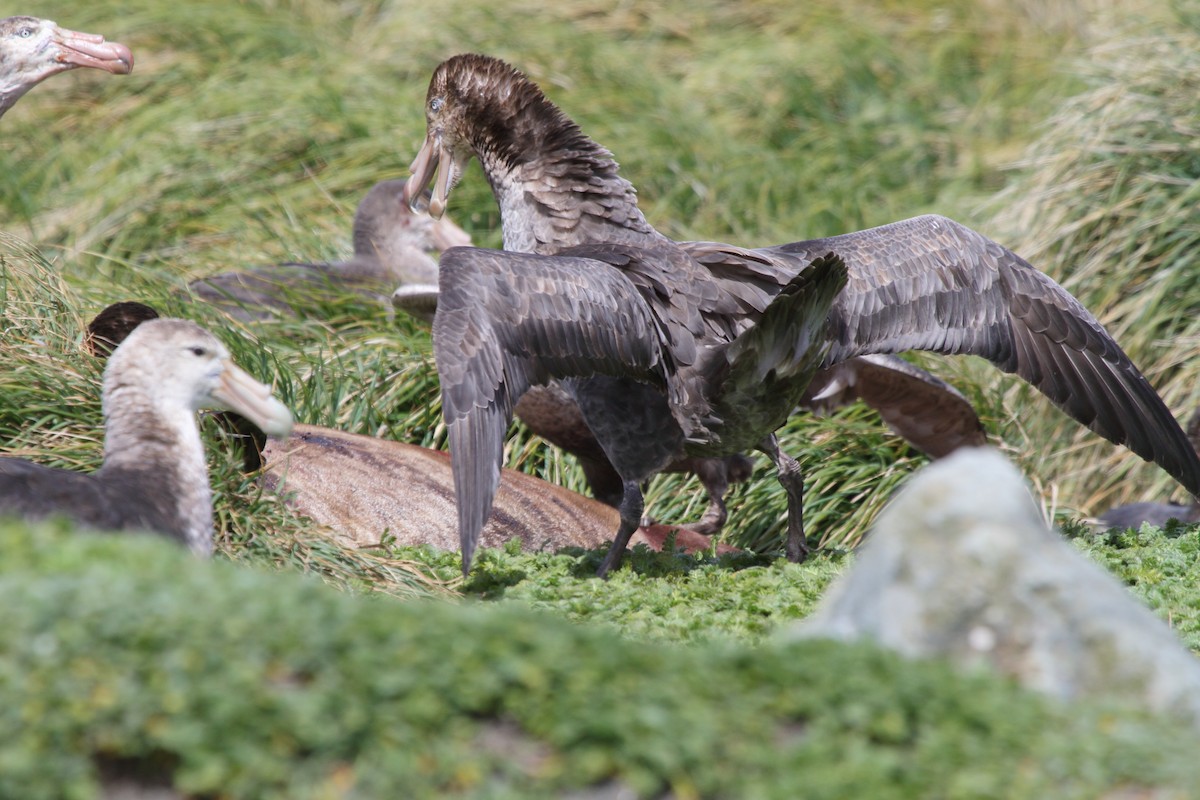 キタオオフルマカモメ - ML644522264