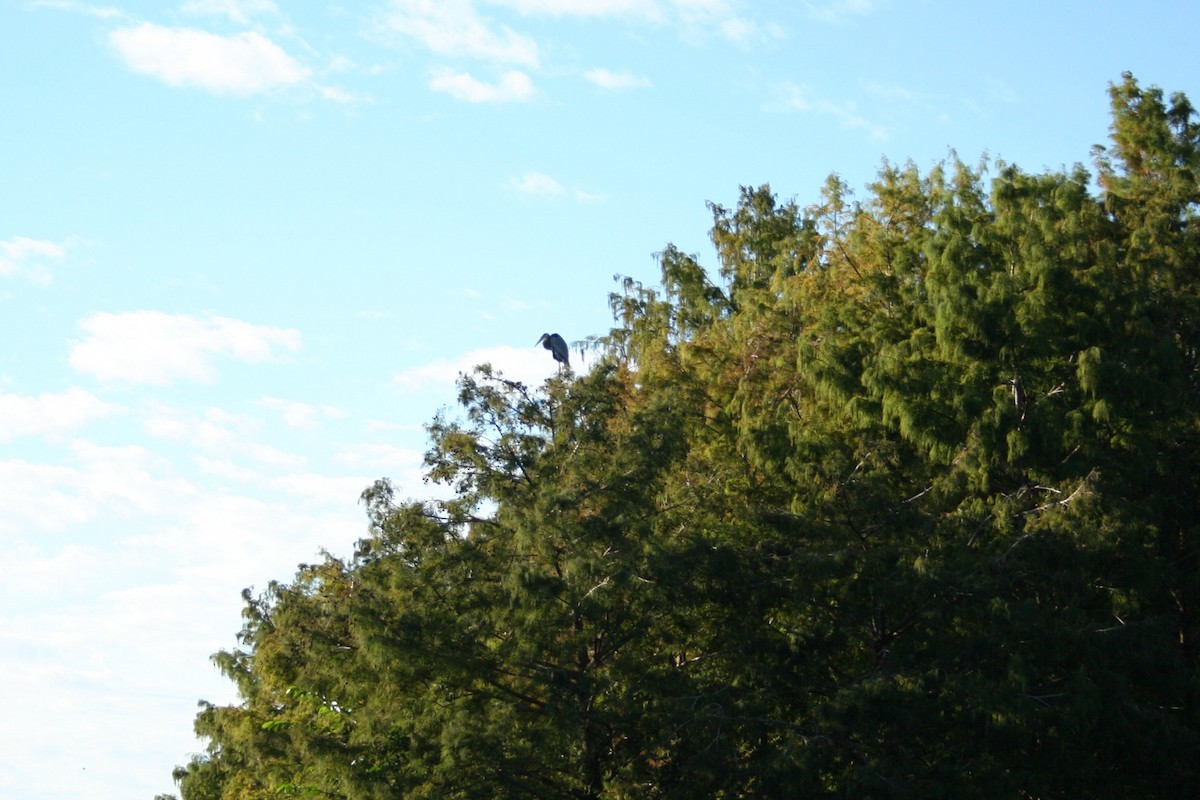 オオアオサギ - ML644522265