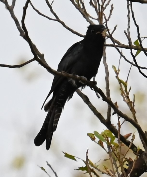 オウチュウカッコウ - ML644522267