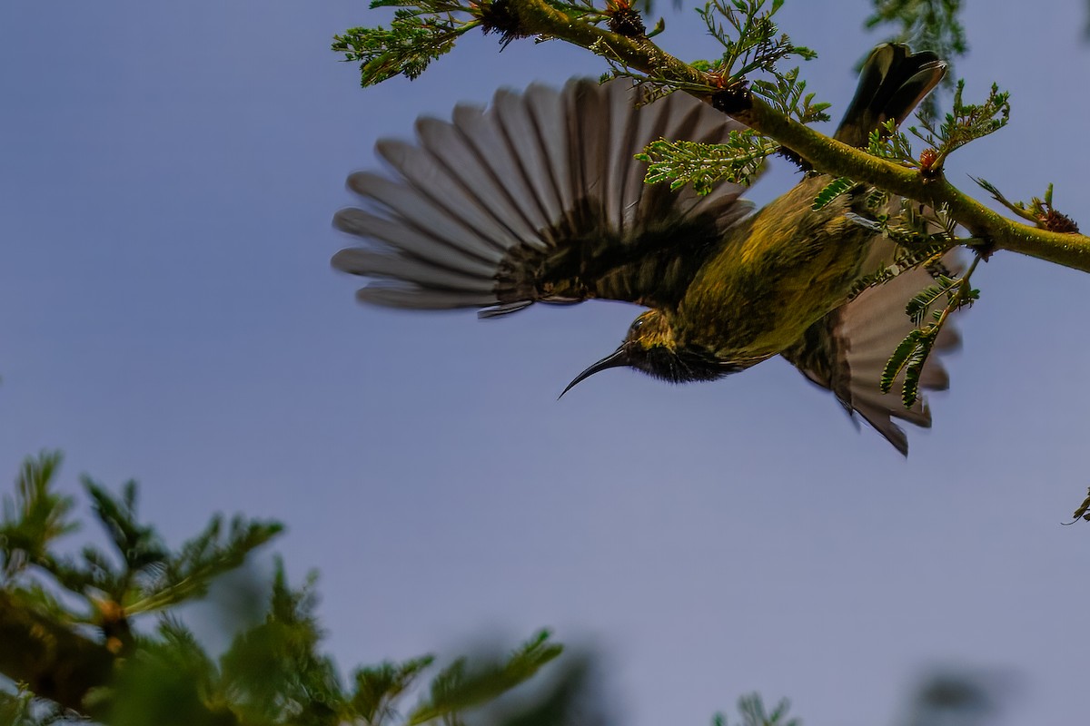 ブロンズオナガタイヨウチョウ - ML644522268