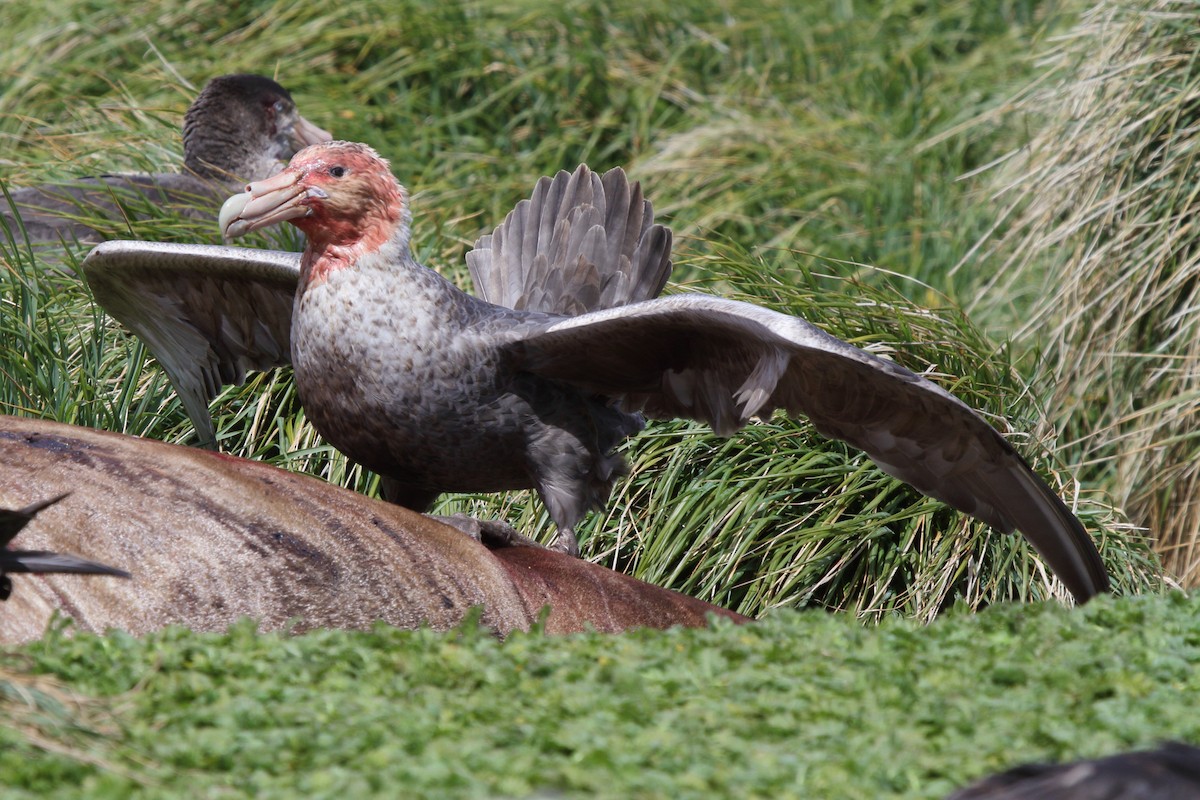 オオフルマカモメ - ML644522269