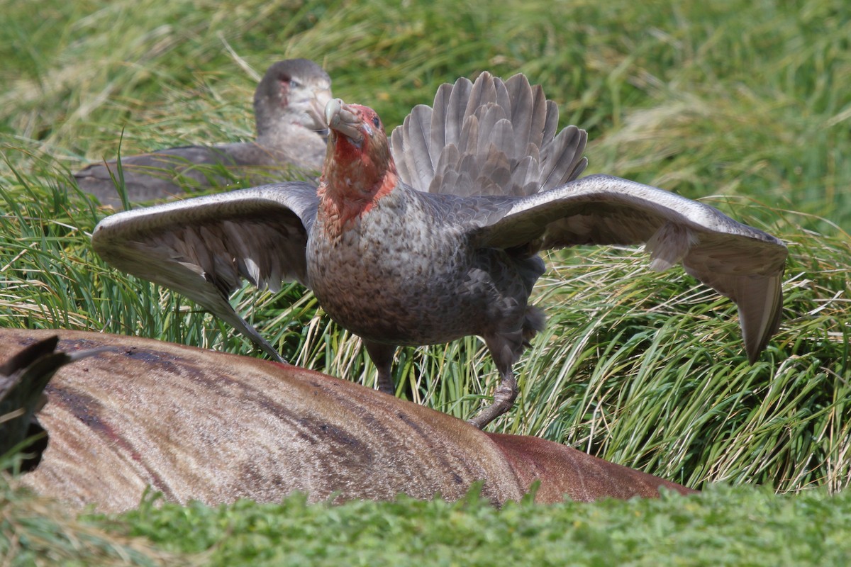 オオフルマカモメ - ML644522270