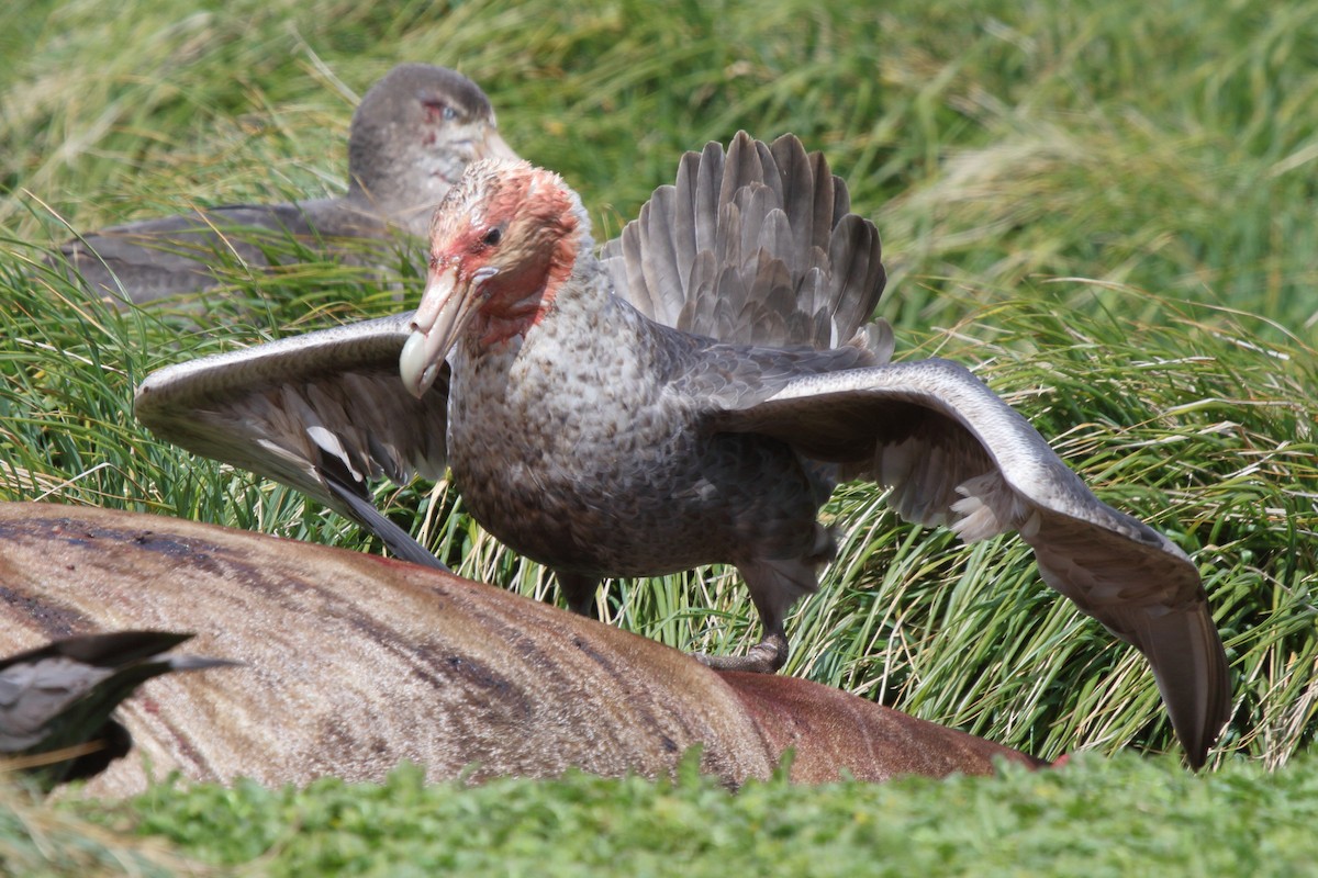 オオフルマカモメ - ML644522271