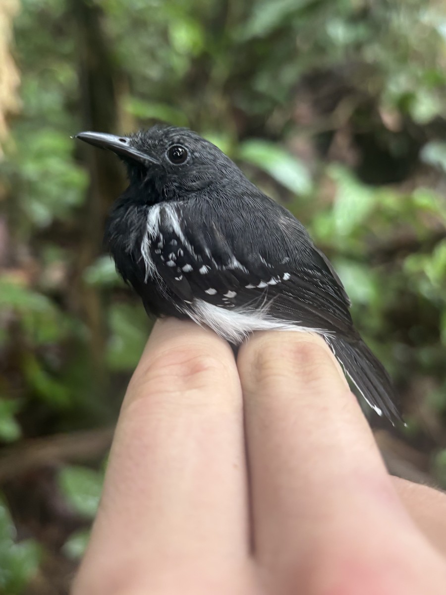 ワキジロヒメアリサザイ - ML644522272