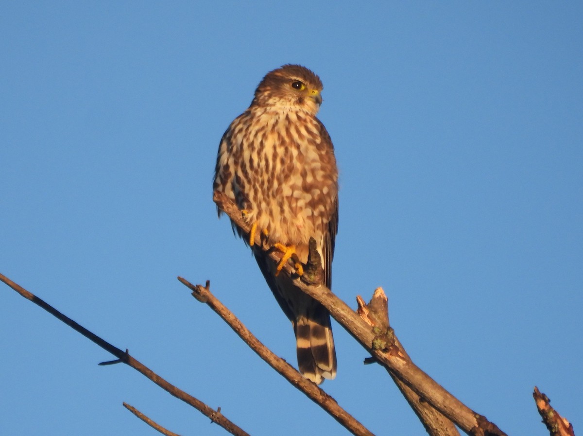 コチョウゲンボウ - ML644522273
