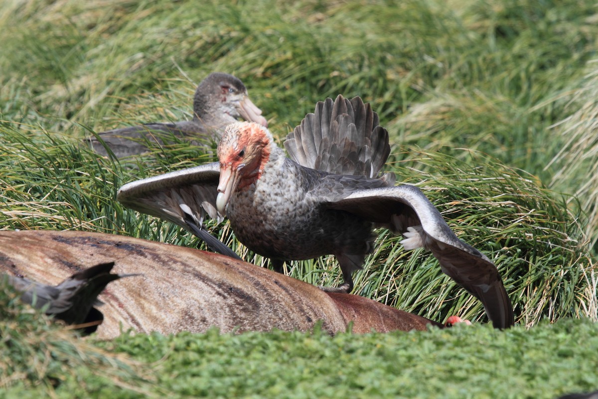 オオフルマカモメ - ML644522274