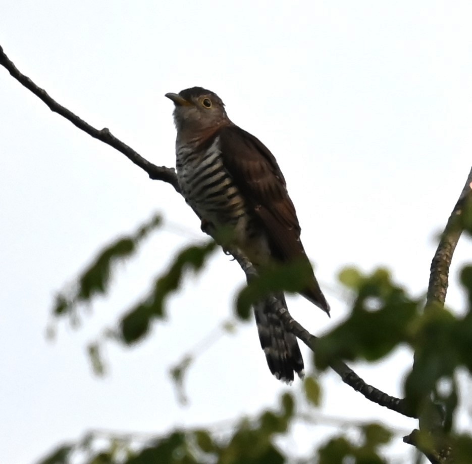 セグロカッコウ - ML644522275