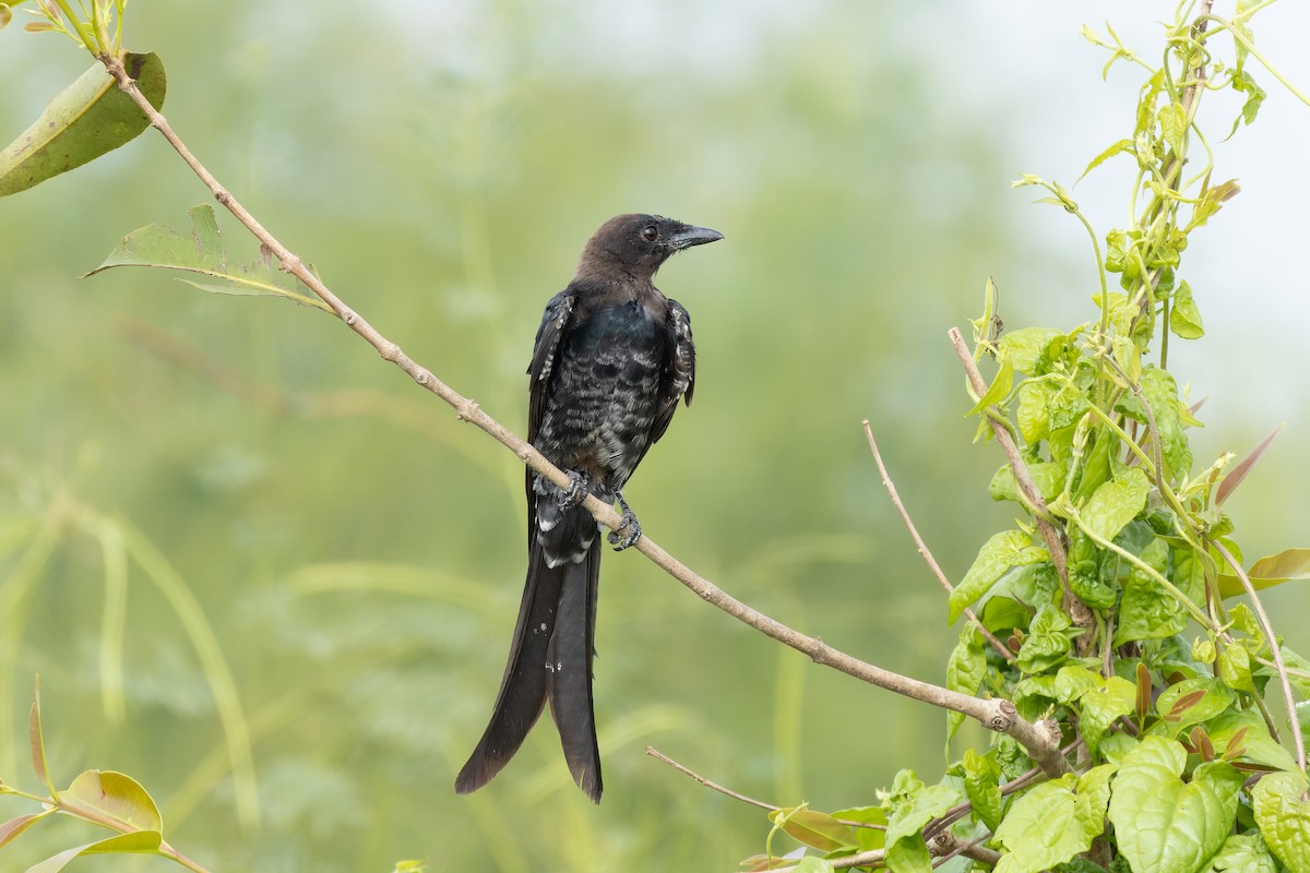 オウチュウ - ML644522276