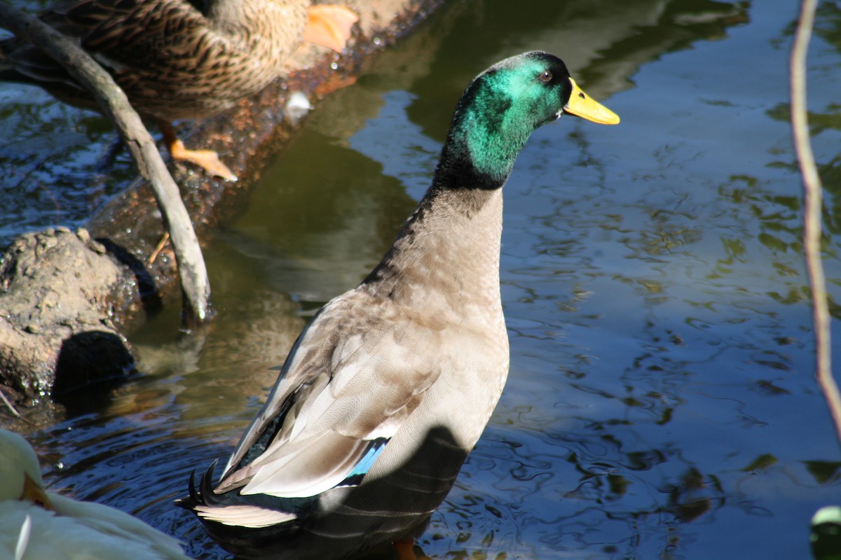 マガモ - ML644522277