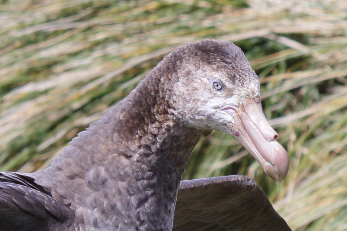 キタオオフルマカモメ - ML644522278