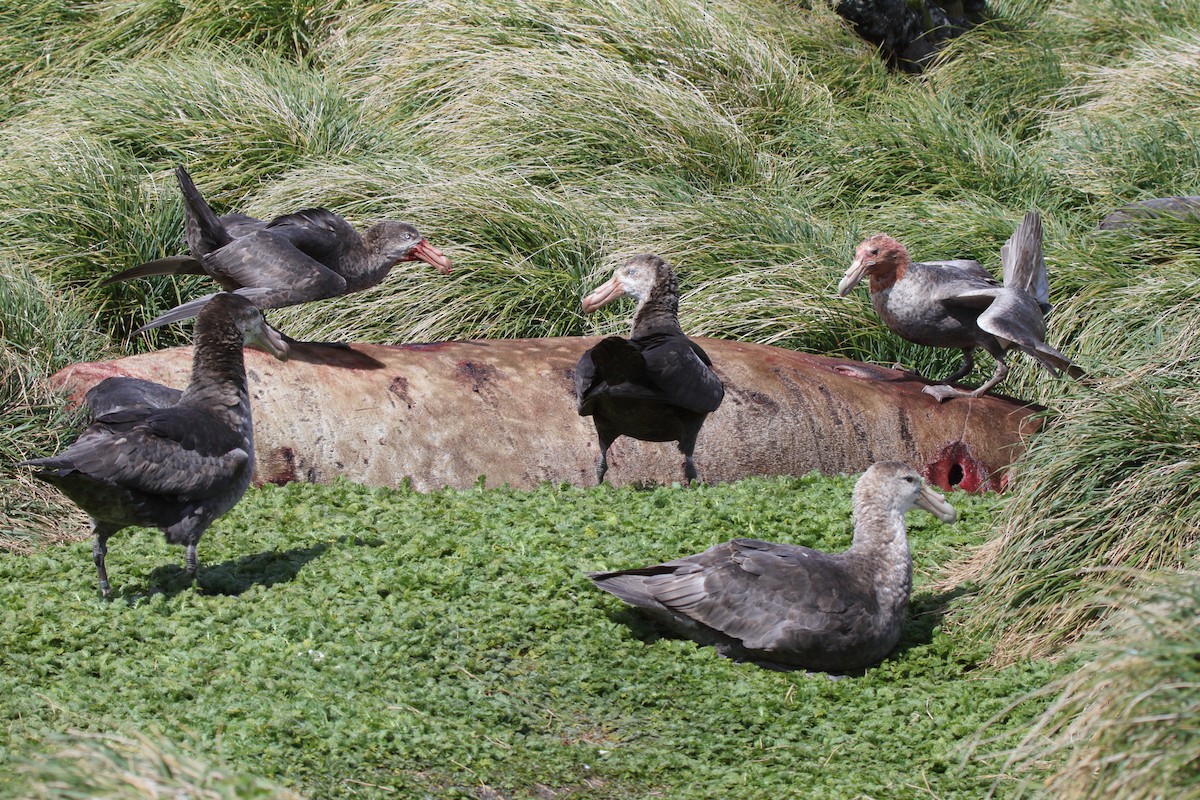 キタオオフルマカモメ - ML644522279