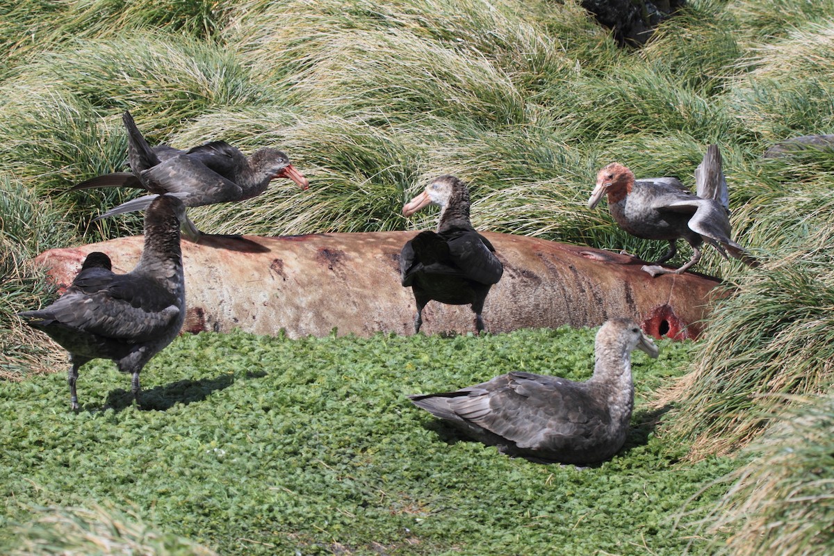 オオフルマカモメ - ML644522280