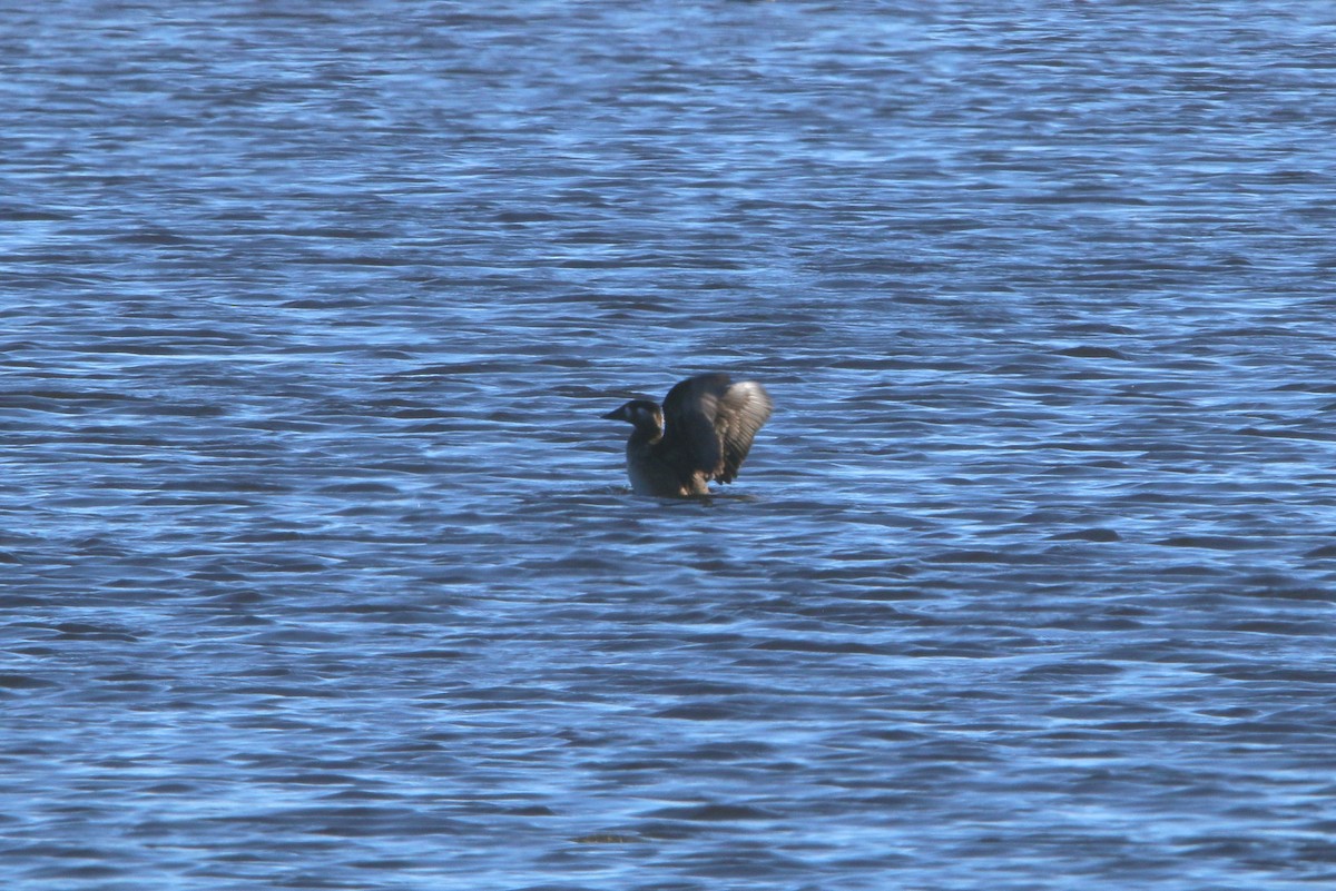 Surf Scoter - ML644522281