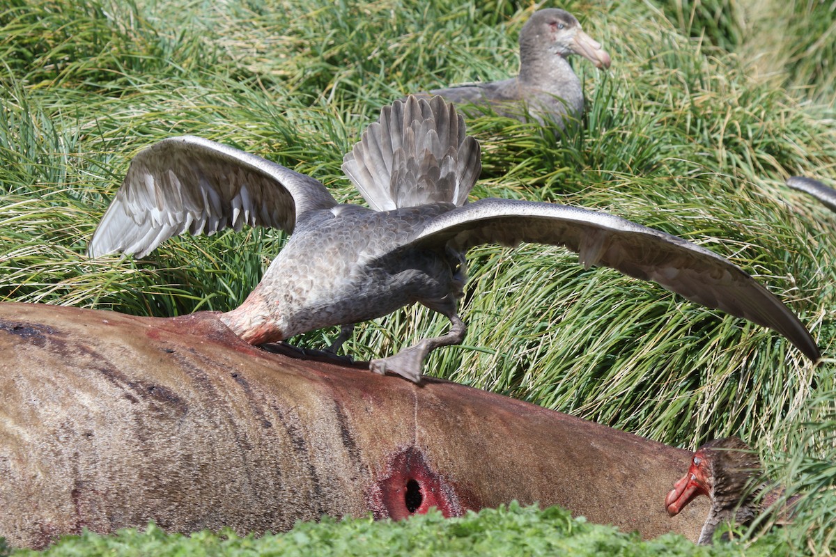 オオフルマカモメ - ML644522284