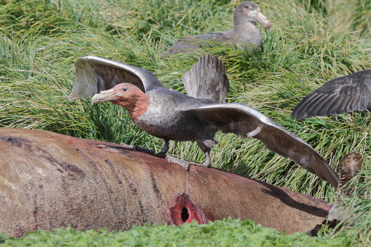 オオフルマカモメ - ML644522285