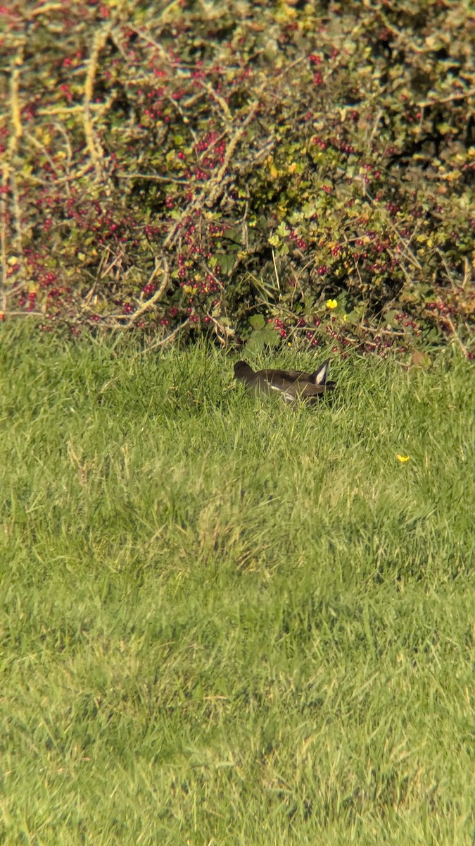 バン - ML644522286