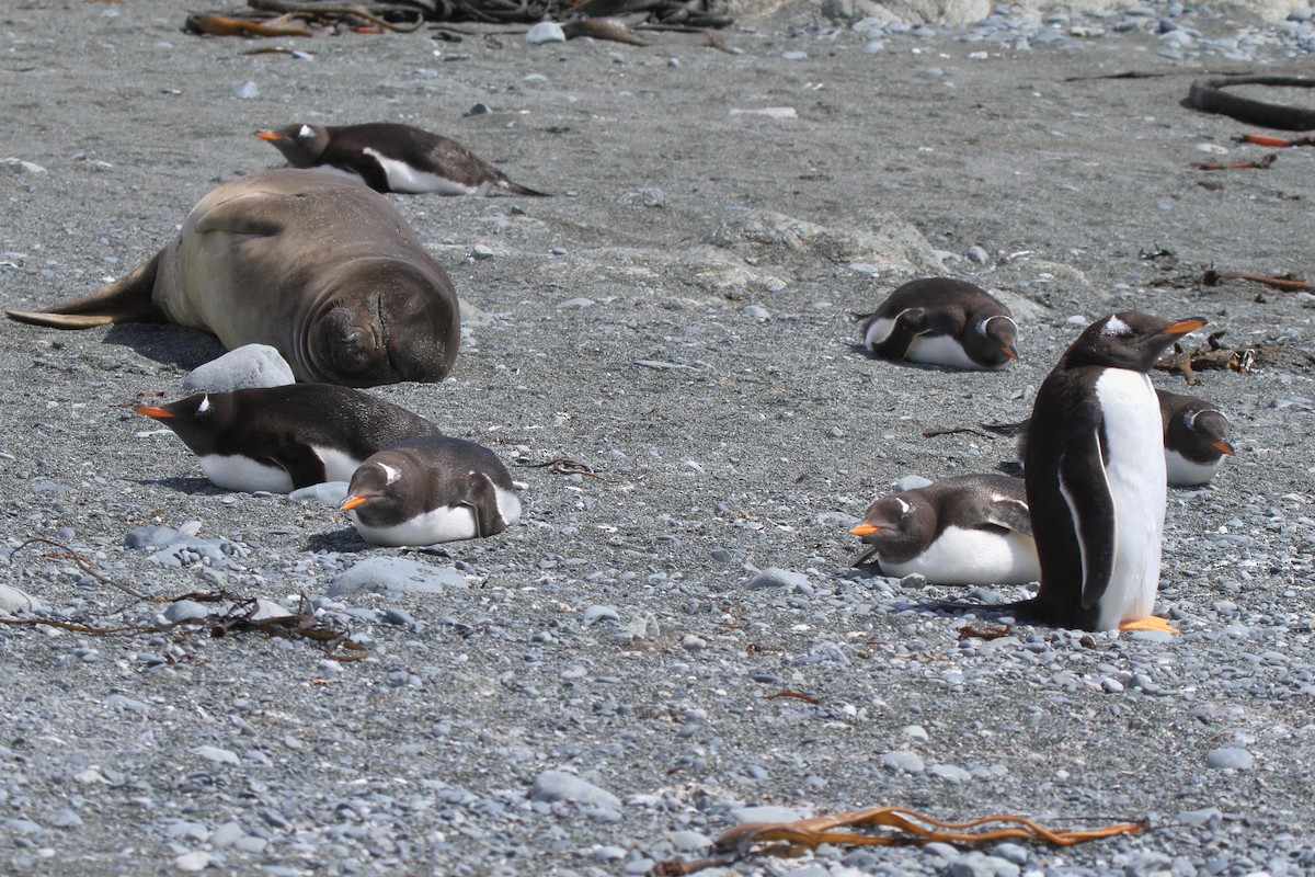 ジェンツーペンギン - ML644522288