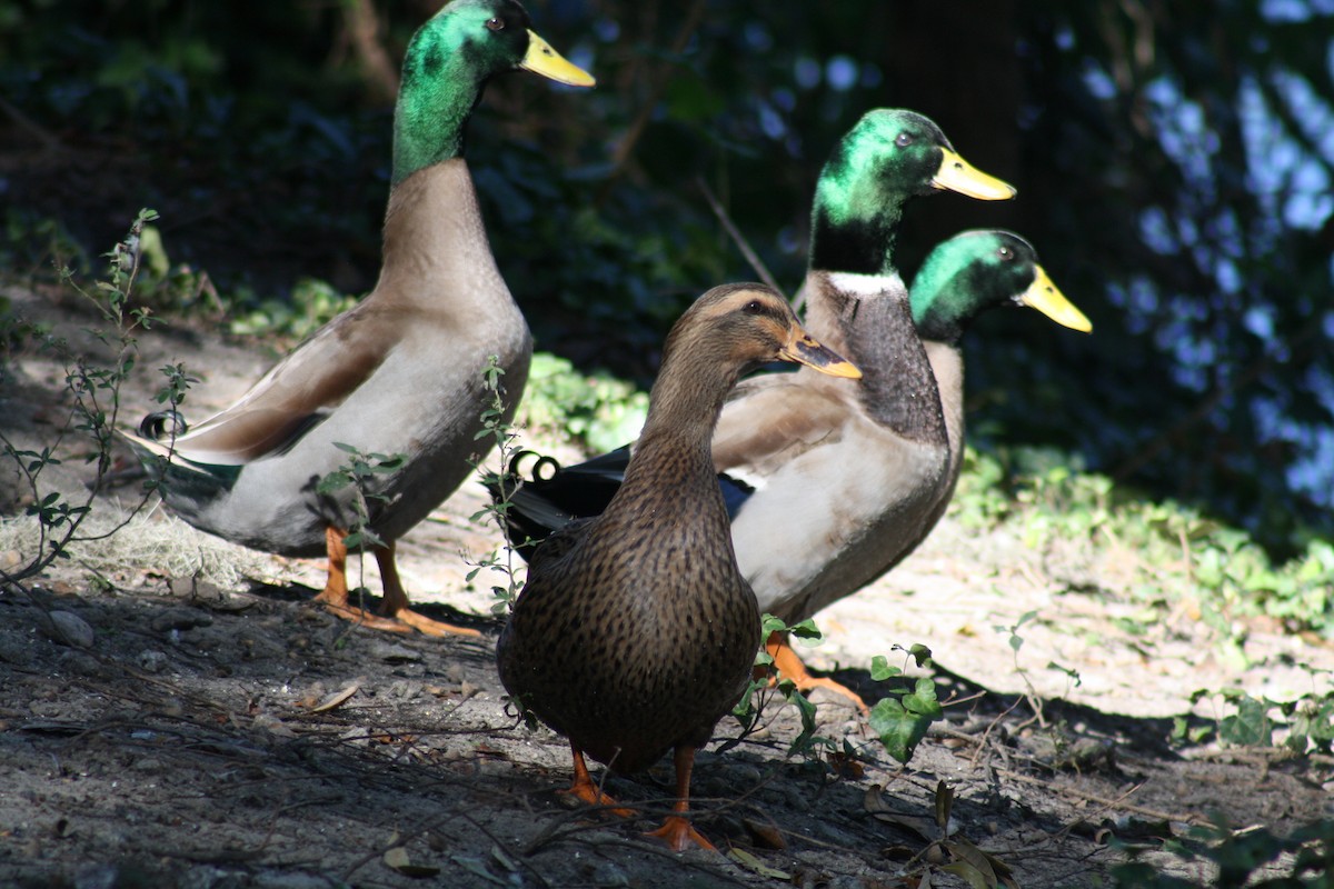 マガモ - ML644522289