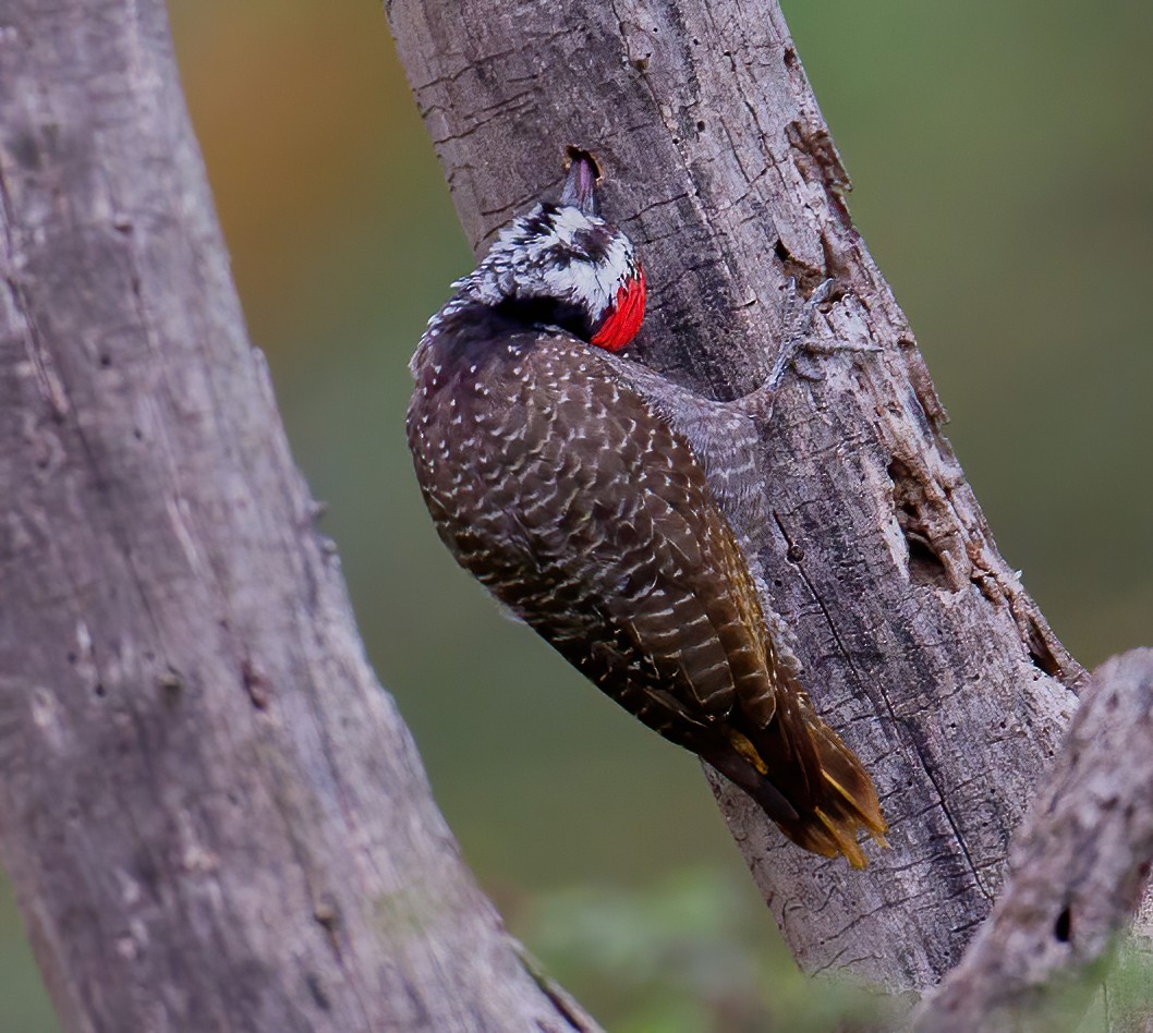 クロヒゲゲラ - ML644522290